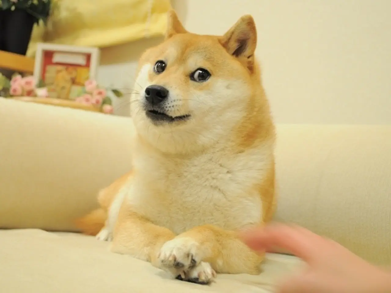 dogecoin